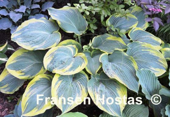 Hosta Duke of Cornwall